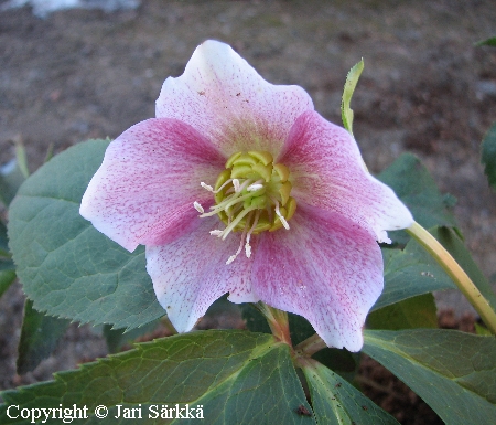 Id&auml;njouluruusu - turkisk julros - Helleborus orientalis
